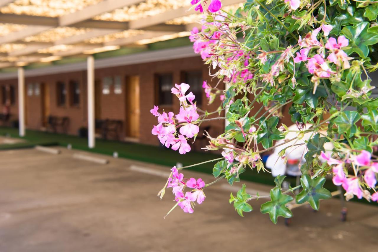 אלבורי Elm Court Motel מראה חיצוני תמונה